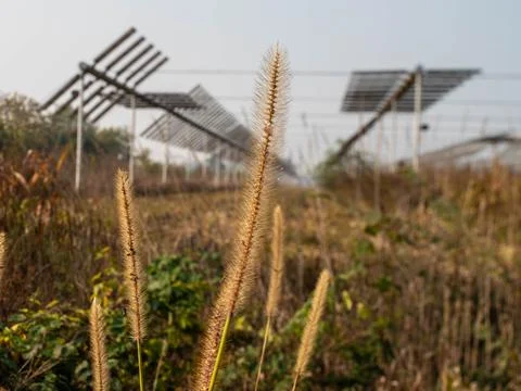 Agrivoltaics Stock Photos