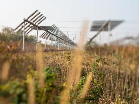 Agrivoltaics Stock Photos