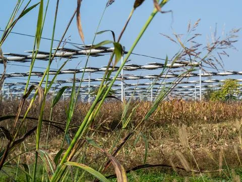 Agrivoltaics Stock Photos