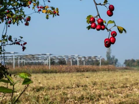 Agrivoltaics Stock Photos