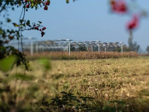 Agrivoltaics Stock Photos