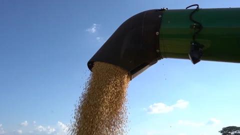 Agro business - Loading soybean for storage Stock Footage 160302389