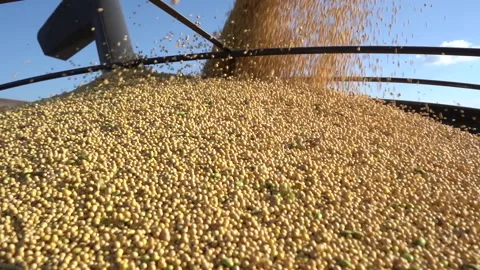 Agro business - Loading soybean for storage Stock Footage 160302433