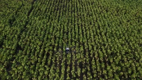 Agrodrone treats fields with insect repellant from the air. Sprayers Agrodrone Stock Footage 231970104