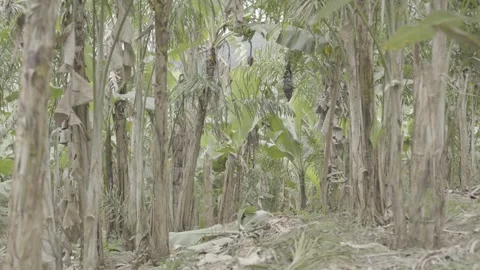 Agroforestry System in Atlantic Forest, Paraty: Banana Trees and Juçara Palm Stock Footage 320634090