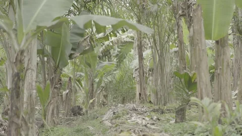 Agroforestry System in Atlantic Forest, Paraty: Banana Trees and Juçara Palm Stock Footage 320634121