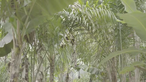 Agroforestry System in Atlantic Forest, Paraty: Banana Trees and Juçara Palm Stock Footage 320634123