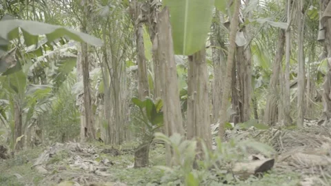 Agroforestry System in Atlantic Forest, Paraty: Banana Trees and Juçara Palm Stock Footage 320634132