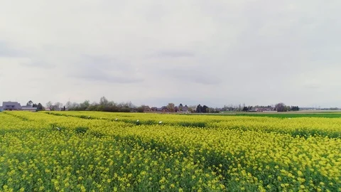 Agronomical test site with rapeseeds Stock Footage 108037020