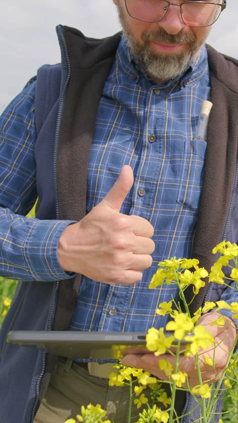 Agronomist analyzing biofuel sample in rapeseed field, close up Stock Footage 336281519