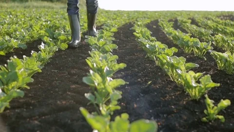 Agronomist is between the lines beet in rubber boots at dawn. Slow motion Stock Footage 76998183