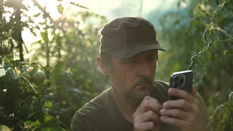 Agronomist checking agricultural data on a mobile phone while inspecting un.. Stock Footage 341494090
