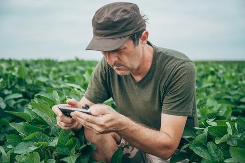 Agronomist checking agricultural data on a mobile phone in a healthy soybea.. Stock Photos