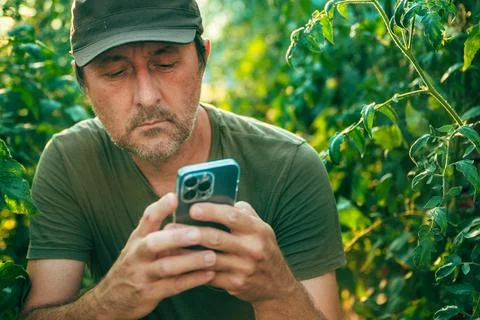 Agronomist checking agricultural data on a mobile phone while inspecting un.. Stock Photos