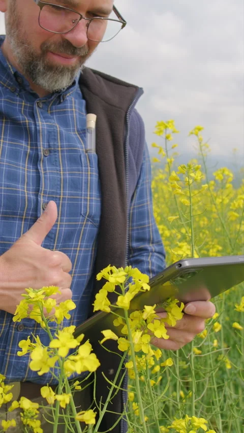 Agronomist checking biofuel sample and tablet in rapeseed field, close up Stock Footage 336281352