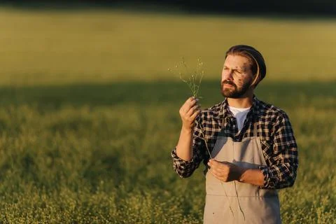 Agronomist checking condition of crops Stock Photos