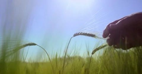 An agronomist is checking the quality of plants Stock Footage 76620075