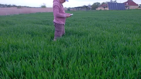 Agronomist checking wheat crop growth with a smartphone. Stock-Footage 335017753