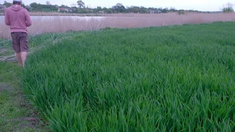 Agronomist checking wheat crop growth with a smartphone. Stock-Footage 335017756