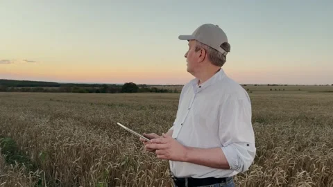 Agronomist checking wheat field with tablet, Technology in modern farming Stockbeeldmateriaal 317192680