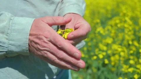 Agronomist checks development rapeseed crops in field. closeup. selective focus. Stock Footage 234418063