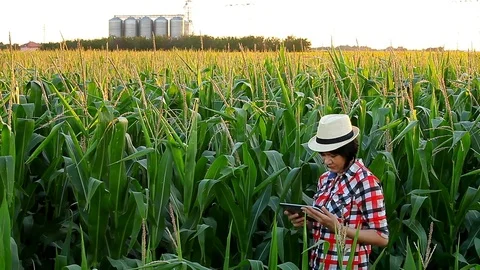 Agronomist checks the quality of corn Stock Footage 77337384