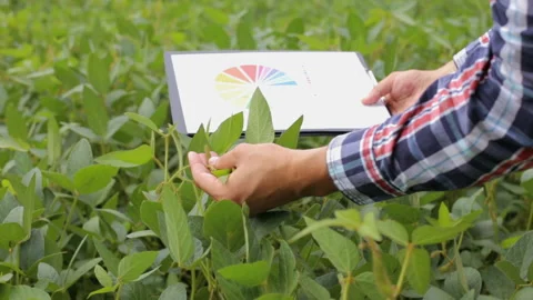 The agronomist checks the soybean crop in the fields with graphs and charts Stock Footage 111946407