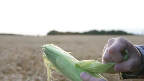 Agronomist cleans the young corn on the field Stock Footage 112486545