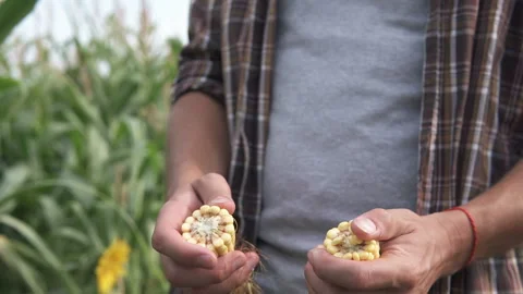 An agronomist in a corn field inspects the corn crop. Agriculture. Stock Footage 172302134