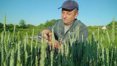 Agronomist in a denim jacket and cap inspects wheat plants in a vibrant field, Stock Footage 336870825