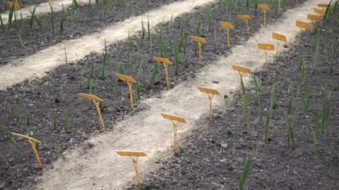 The agronomist develops elite varieties of plants. Numbered beds with signs. Bre 스톡 동영상 161117223