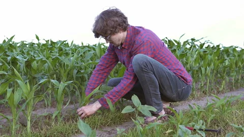 An agronomist digs a seedling on a corn field. 스톡 동영상 132279346