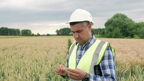 Agronomist doing quality control of ear of spikelet wheat in the field. Farmer Stock Footage 203815935