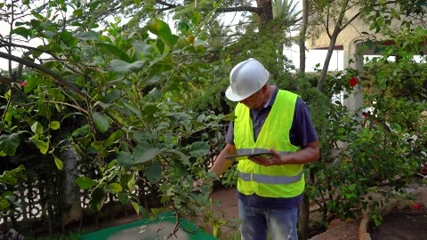 Agronomist engineer checks the state of the leaves of a lemon tree using a pr Stock Footage 219506237