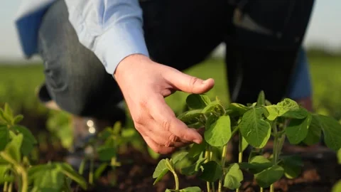 Agronomist engineer examines small green sprouts field sunset. business green Stock Footage 259567761