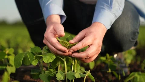 Agronomist engineer examines small green sprouts field sunset. business green Stock Footage 259694724