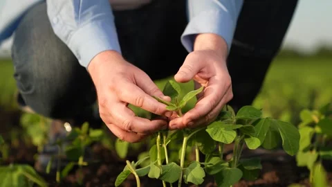 Agronomist engineer examines small green sprouts field sunset. business green Stock Footage 260329322