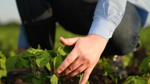 Agronomist engineer examines small green sprouts field sunset. business green Stock Footage 263253040