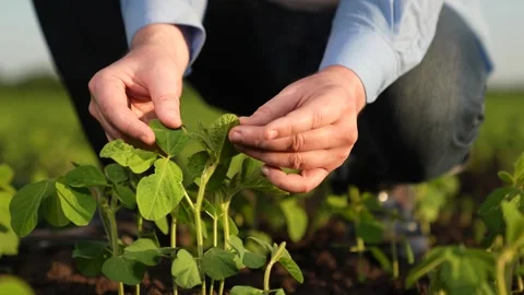Agronomist engineer examines small green sprouts field sunset. business green Stock Footage 265760778