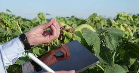 Agronomist engineer in a sunflower field. Stockbeeldmateriaal 141244643