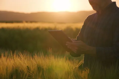 Agronomist entering data tablet facing camera barley field sunset Stock Footage 337243467