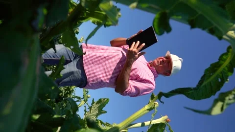 Agronomist enters data on a tablet about a field of organic artichokes for .. Stock Footage 228984884