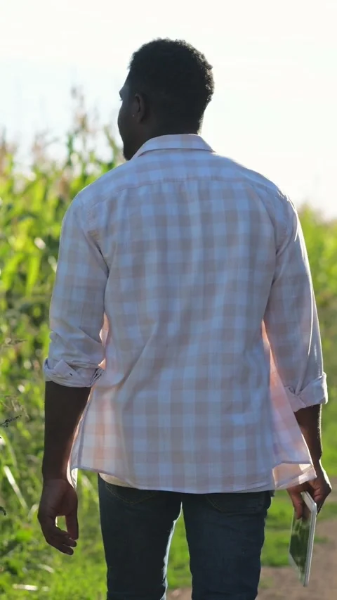 Agronomist Examines Fields Thoughtfully. Farmer Walks Through Ripe Corn At Vídeo Stock 334611357