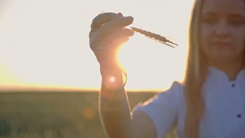 An agronomist examines wheat on the background of the sunset using a test tube Stockbeeldmateriaal 95937179