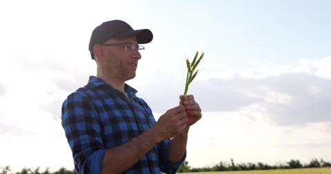 Agronomist examines wheat ear in field. Agricultural specialist inspects crop Stock Footage 346753203