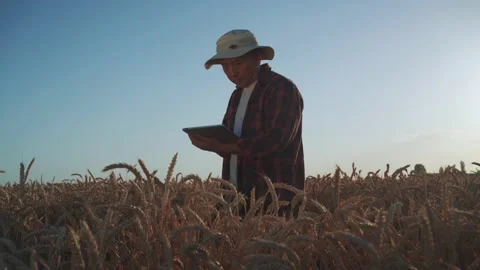 An agronomist examines a wheat field at sunset. Farmer in the field examining Stock Footage 155519399