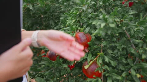 Agronomist examining damaged pomegranate during orchard inspection, using d.. Stock Footage 346305643