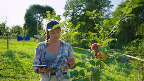 Agronomist examining young apple tree Stock Footage 168270132