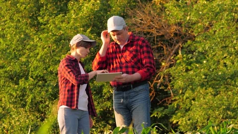 Agronomist farmer colleagues analyzing corn production control use tablet Stock Footage 280973996