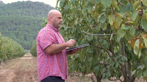 Agronomist farmer examines persimmon trees Stock Footage 223014672